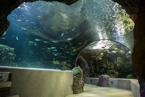 Virginia Aquarium & Marine Science Center: Khám Phá Thế Giới Đa Dạng Sinh Môi Ở Virginia Beach!