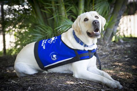 What Age Do Service Dogs Start Training: Unraveling the Canine Curriculum