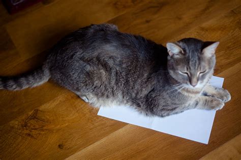 Why Do Cats Like to Lay on Paper? And Why Do They Think It’s Their Throne?